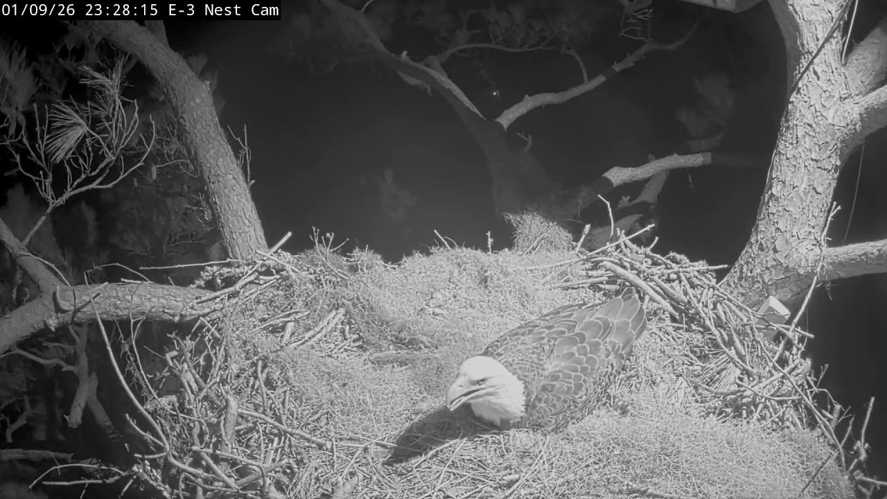 Kisatchie National Forest E-3 Nest Cam, Alex II and Andria III.