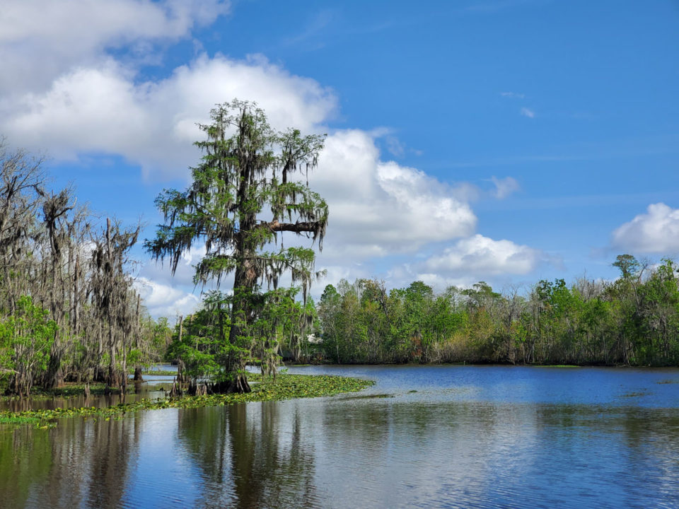 Strategic Plan - Louisiana Wildlife Federation