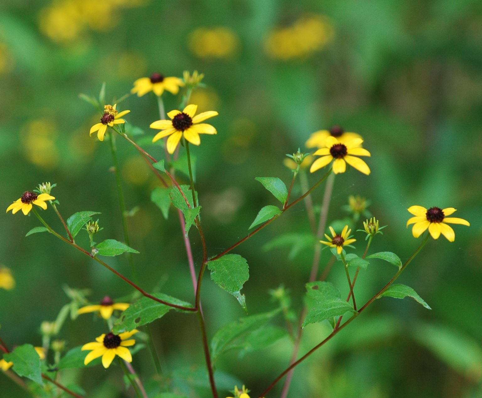 Saving Wildlife In Your Backyard With Plants - Louisiana Wildlife ...