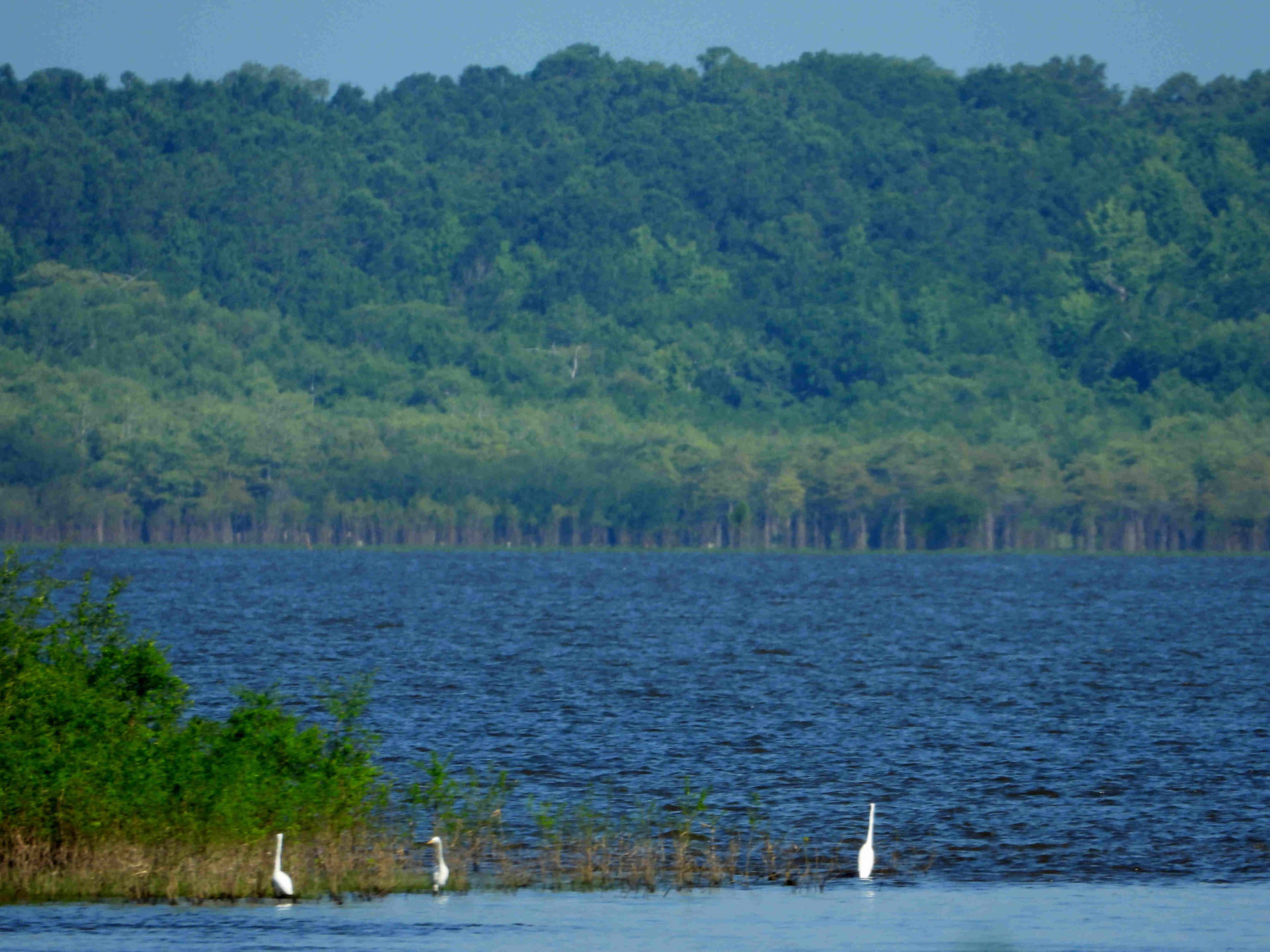 LWF Raises Concerns to Wildlife & Fisheries over Catahoula Lake - Louisiana  Wildlife Federation