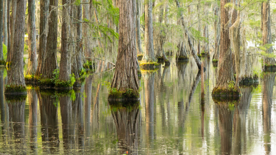 Excitement Builds for New Atchafalaya Basin Master Plan Louisiana