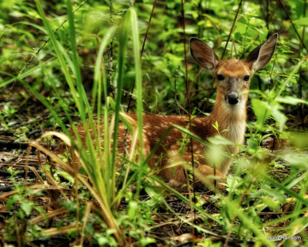 Fawn Burg Ransom 1140x912 fawn in the woods