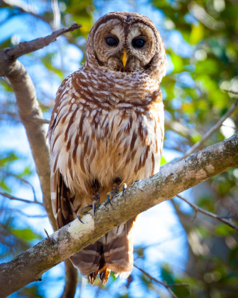 barred owl in tree