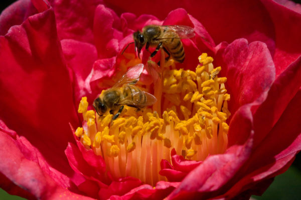 bees in red flower