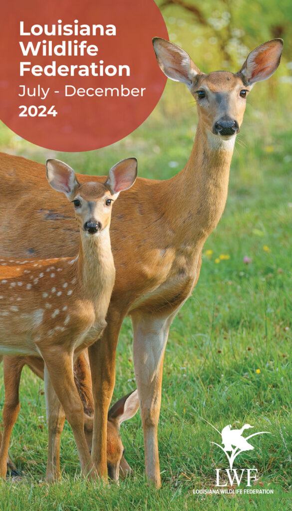 July - December 2024 newsletter cover