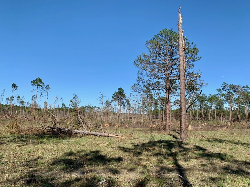 Kisatchie National Forest, Longleaf Pine Restoration, RedCockaded