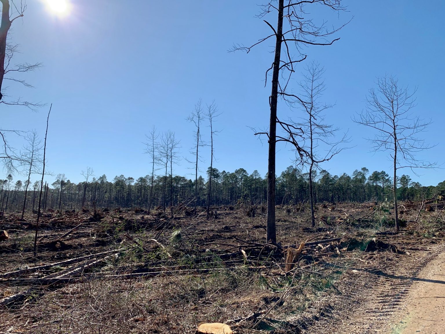 Kisatchie National Forest, Longleaf Pine Restoration, RedCockaded