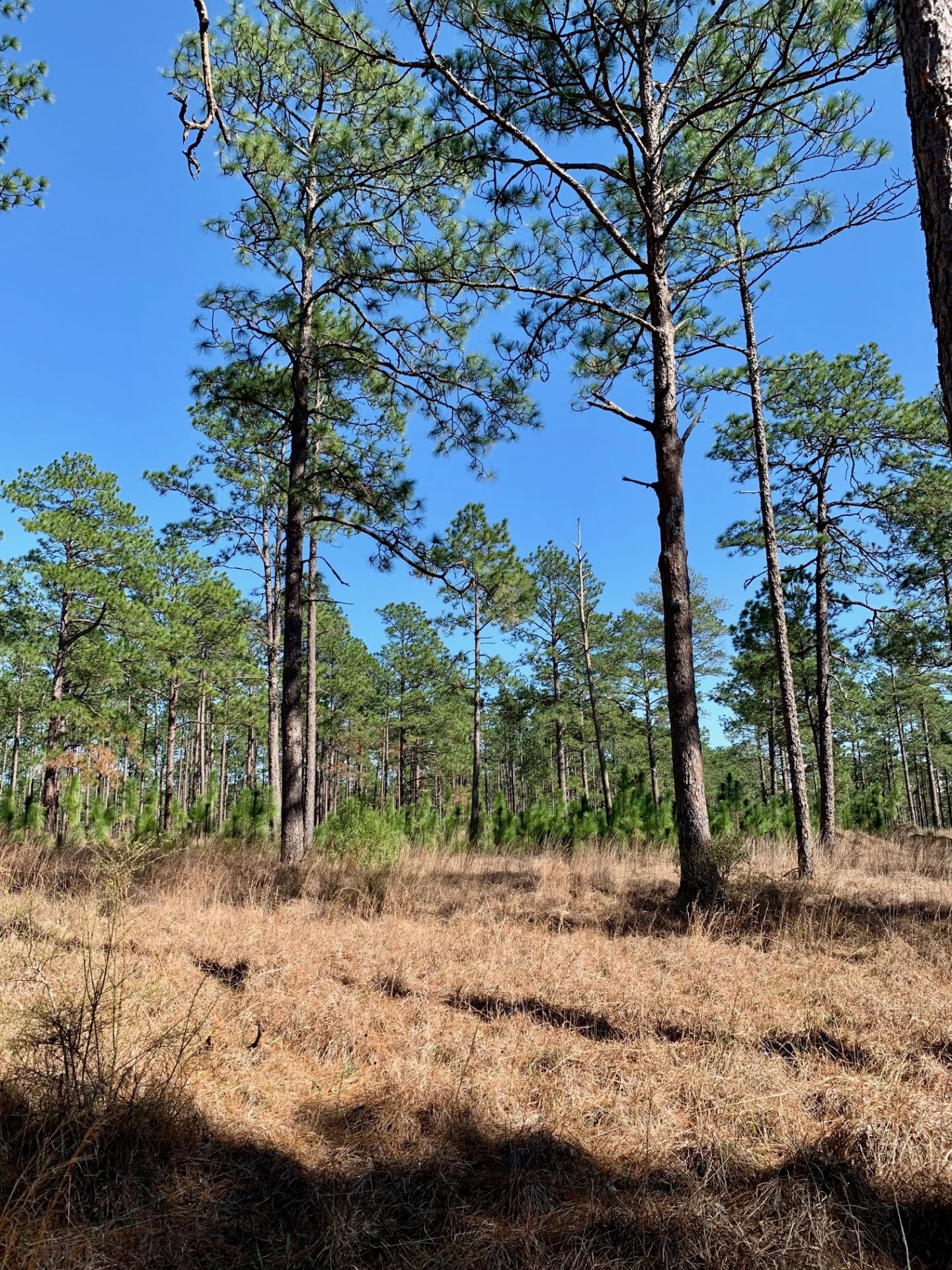 Kisatchie National Forest Longleaf Pine Restoration Red Cockaded