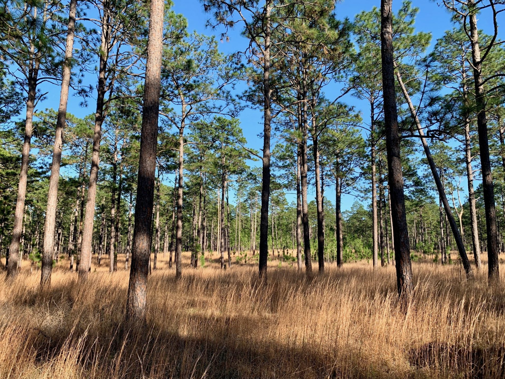 Kisatchie National Forest, Longleaf Pine Restoration, RedCockaded