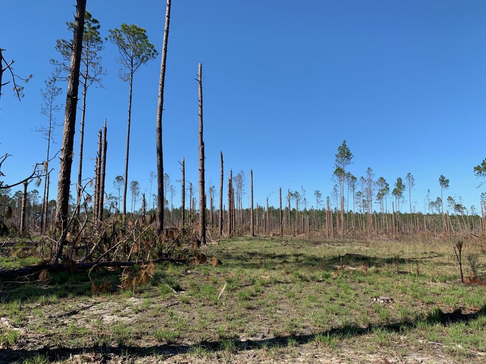 Kisatchie National Forest, Longleaf Pine Restoration, RedCockaded
