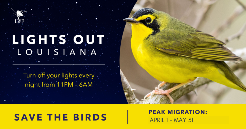 Louisiana Wildlife Federation Encourages Lights Out for Spring Bird