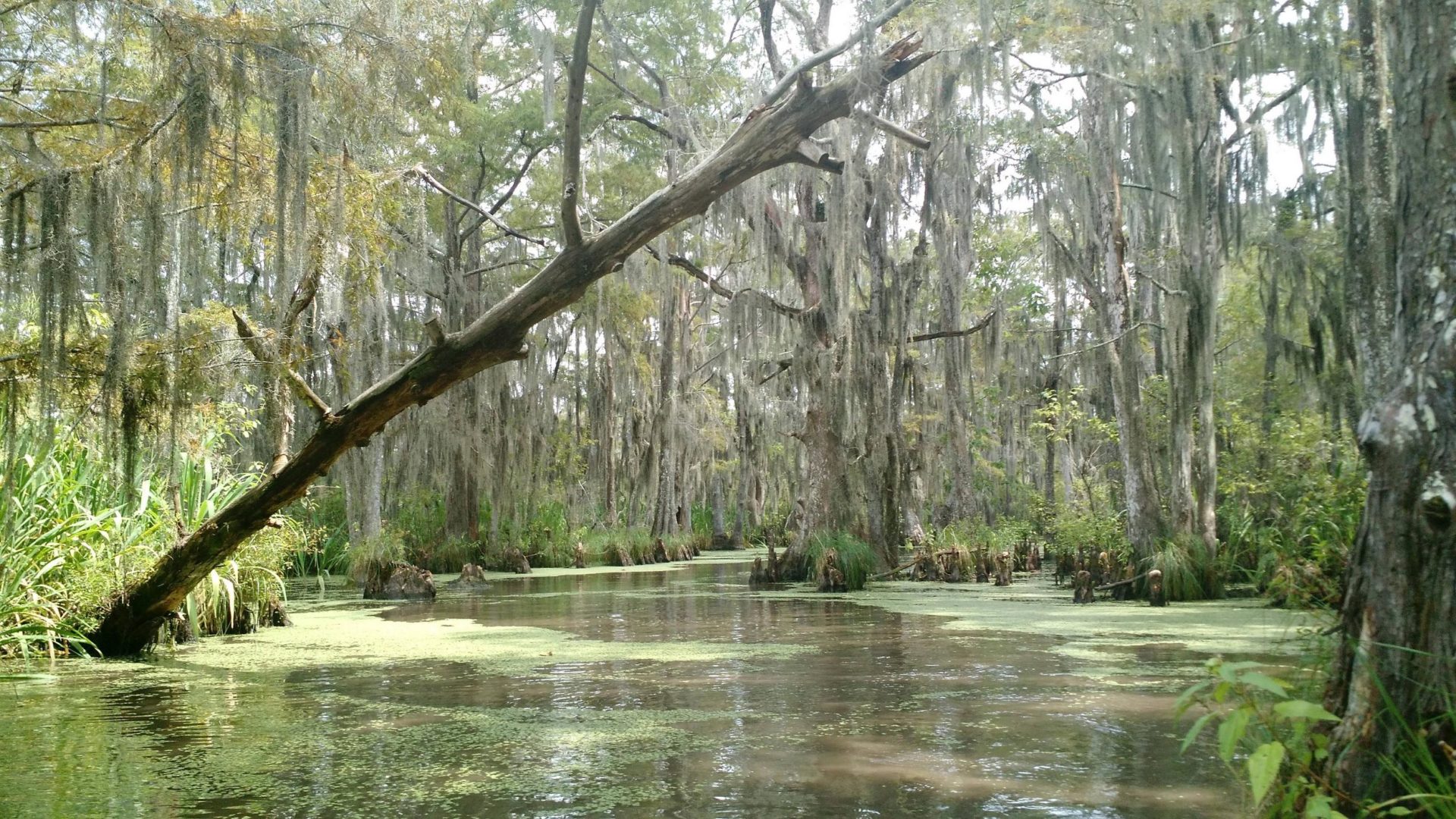 Staunchly LWF Remains Staunchly Opposed to Pearl River “One Lake Project ...