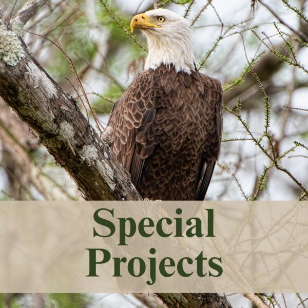 Special Projects