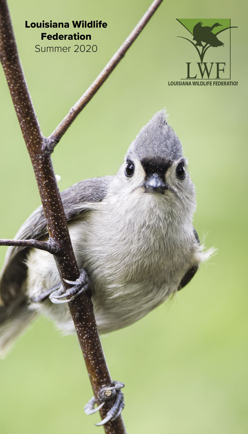 Summer 2020 Newsletter cover