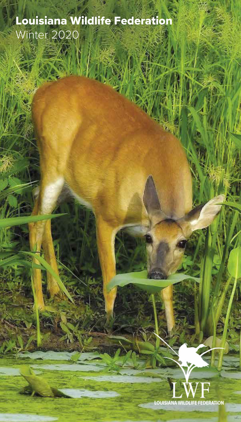 Winter 2020 Newsletter cover