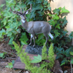 awards_deer awards_deer