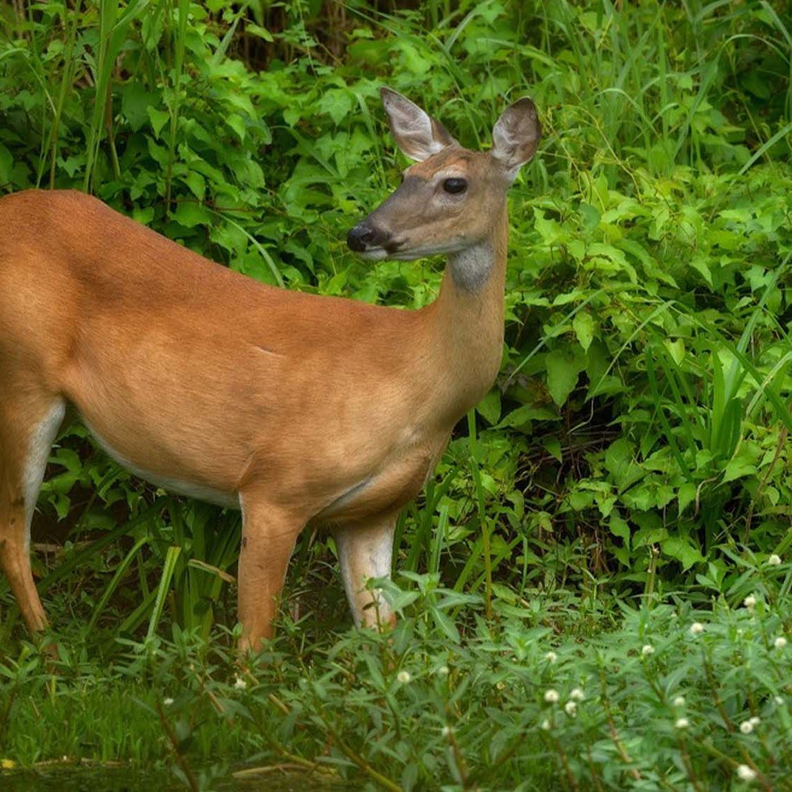 deer in the brush