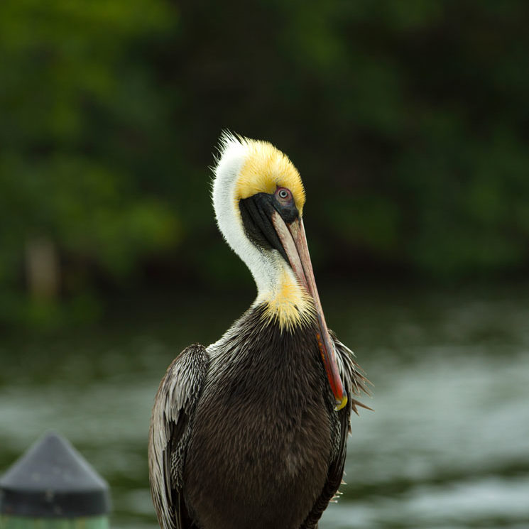 pelican standing