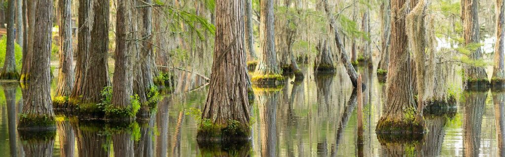 cypress trees in water in swampland